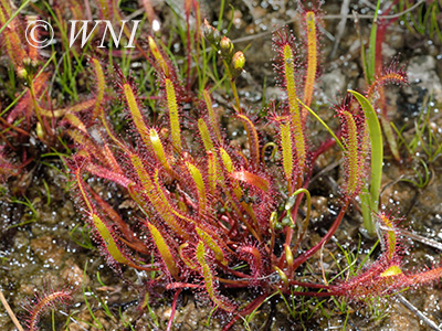 Drosera linearis